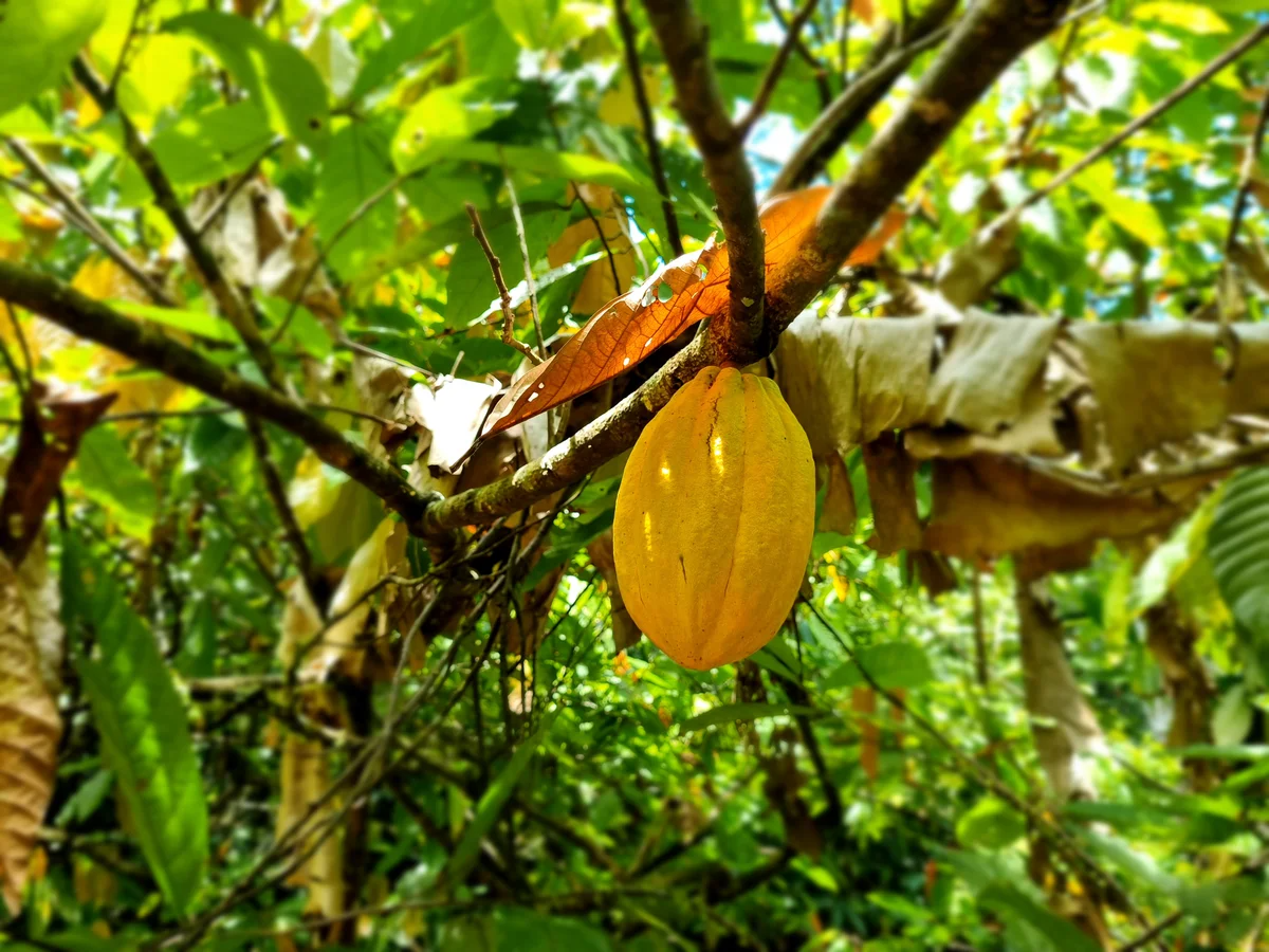 Tour Del Cacao En San Cristóbal