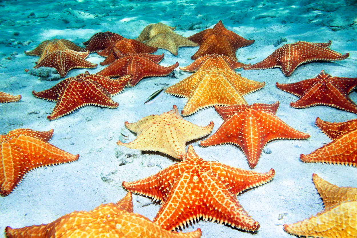 Pasa El Día En Playa Estrella